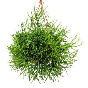 ریپتالیس آویزان