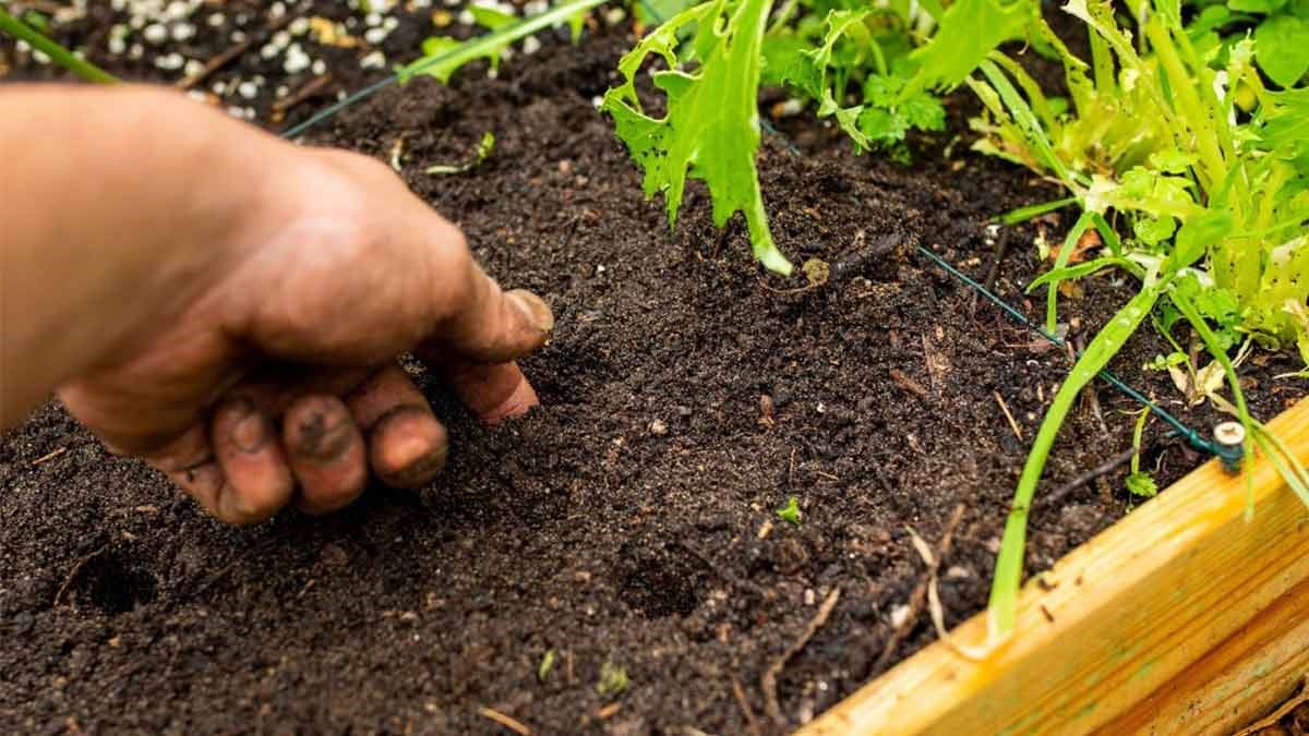 بررسی رطوبت خاک تا عمق 3 سانتی‌متری قبل از آبیاری فیکوس