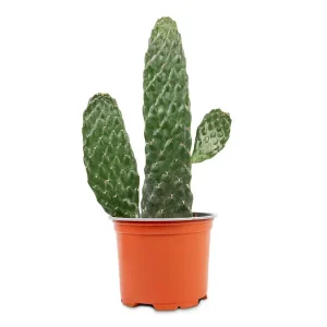Opuntia rubescens