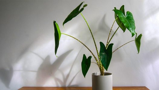 بررسی شرایط نگهداری گل بابا آدم در خانه در مجله دلنا