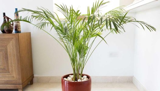 بررسی تفاوت نخل شامادورا و اریکا در مجله دلنا