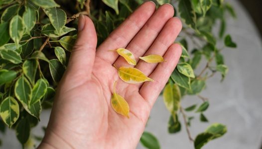بررسی علت ریزش برگ بنجامین در مجله دلنا