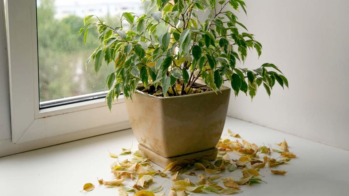 قرار دادن گیاه در نور مستقیم دلیل ریزش برگ‌های بنجامین