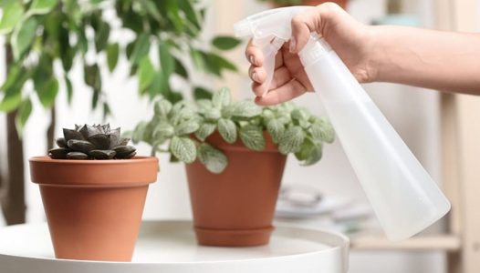 نحوه استفاده از قارچ کش برای گیاهان آپارتمانی