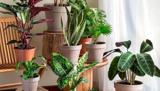 بهترین گیاهان برای اتاق خواب