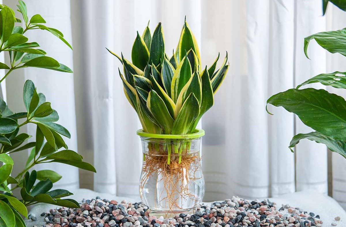 خواص دارچین برای رشد سانسوریا