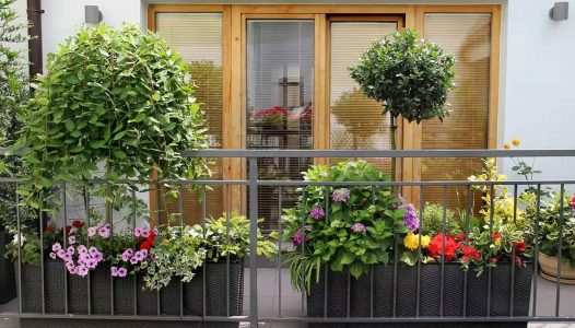 گیاهان بالکنی مقاوم به سرما و گرما