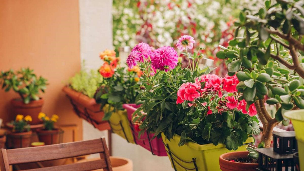 گیاه شمعدانی مناسب برای چهار فصل