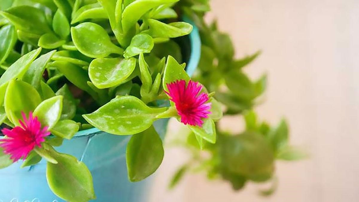 گل یخ گیاهی مقاوم در برابر سرما