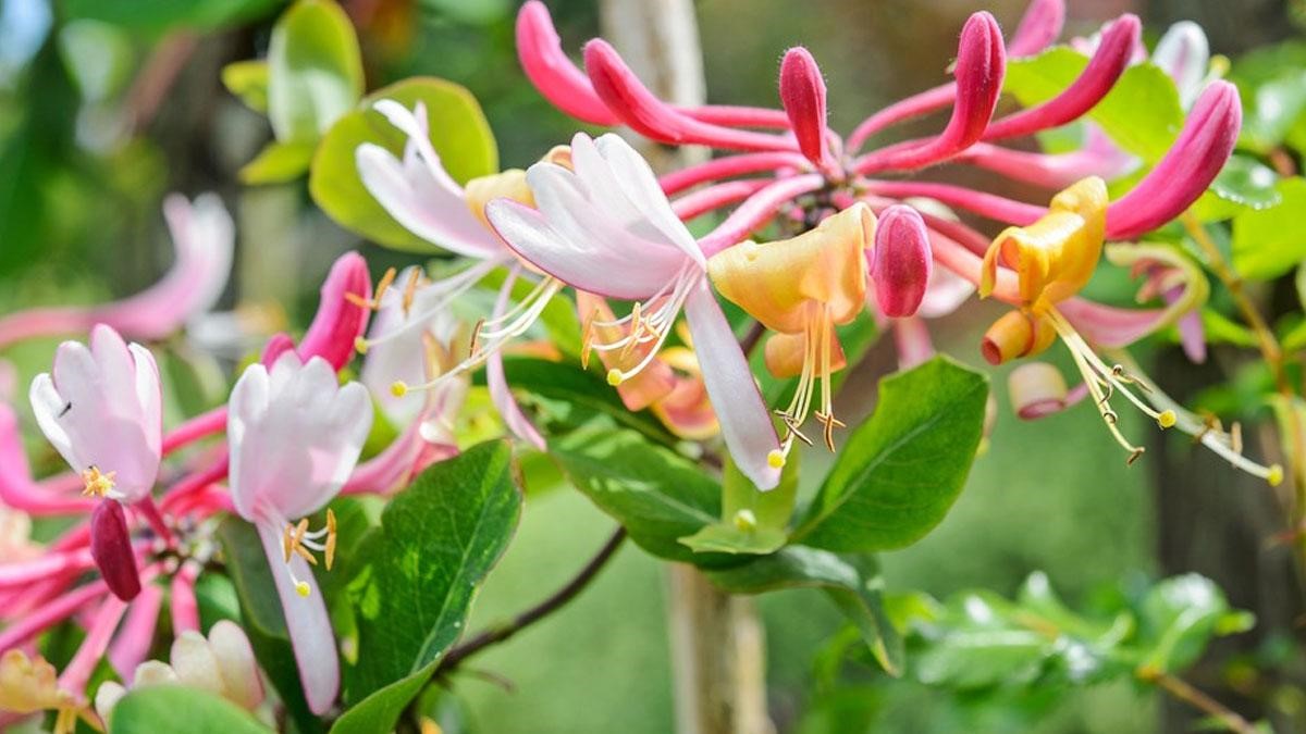 گیاه پیچ امین‌الدوله برای تراس