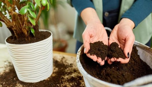 خاک برگ چیست و برای چه گیاهانی مناسب است؟