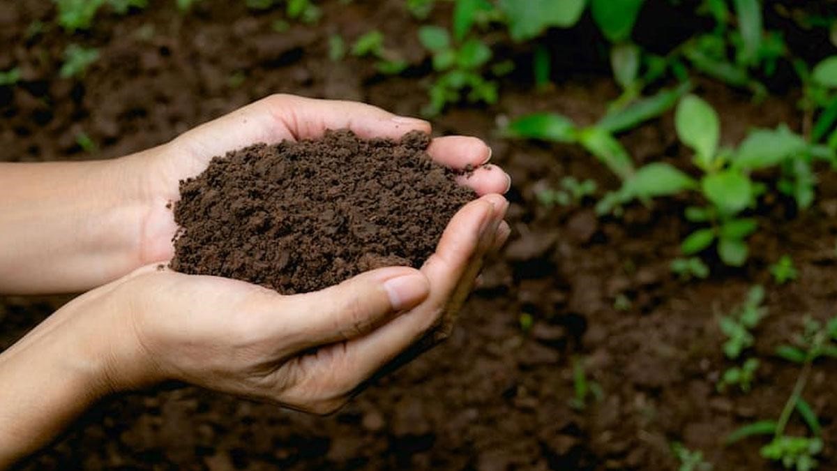مزایای استفاده از خاک برگ
