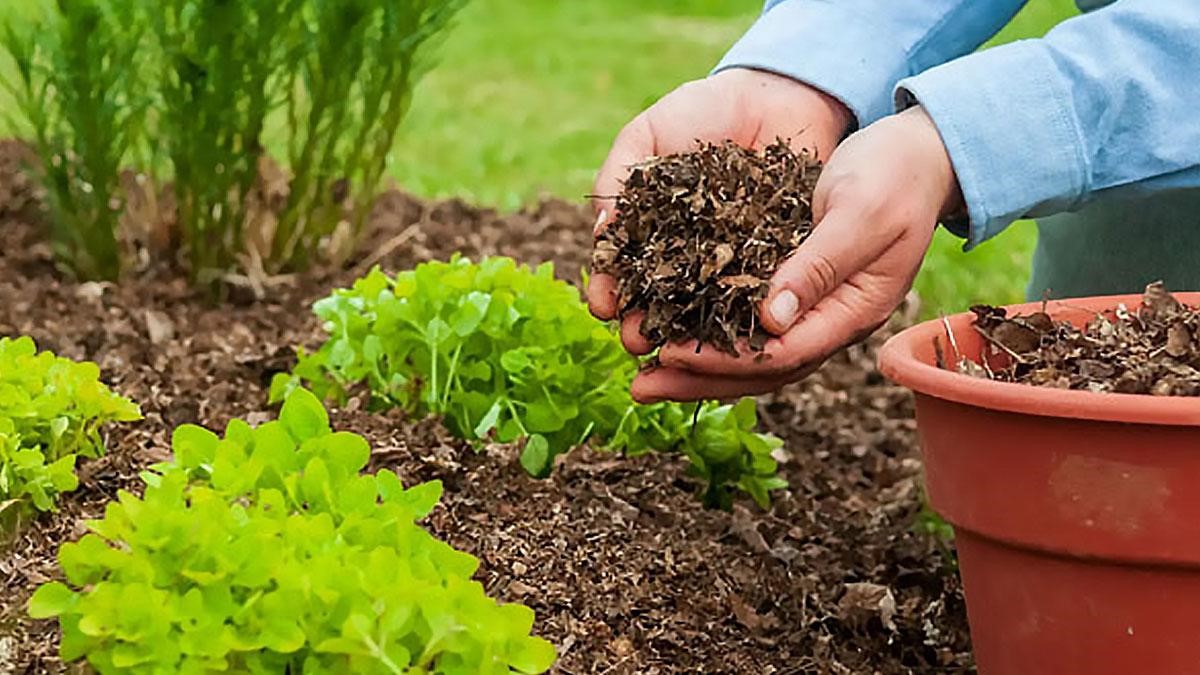 معایب استفاده از خاک برگ